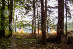 Od początku roku w lasach RDLP w Poznaniu odnotowano 176 pożarów