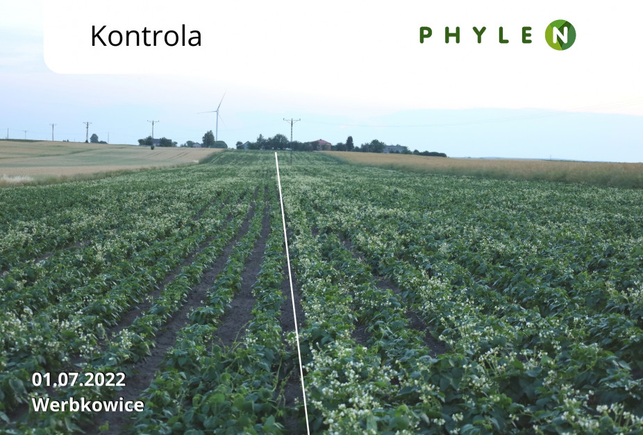 Fot. 4 Efekty zastosowania Phylen w technologii nawożenia fasoli wielkokwiatowej /fot. Natural Crop Poland