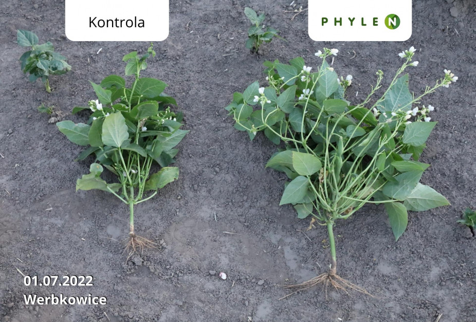 Fot. 5 Efekty zastosowania Phylen w technologii nawożenia fasoli wielkokwiatowej /fot. Natural Crop Poland