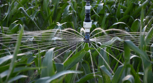 Farmerka w Teksasie: Tajniki nawożenia kukurydzy