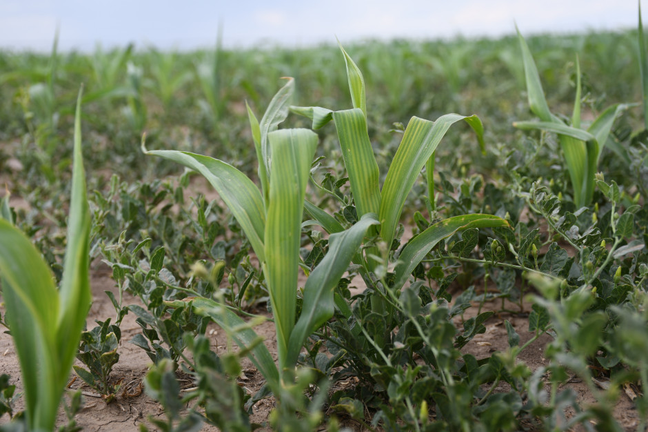 Przykład roślin kukurydzy cierpiących z powodu niedoborów składników pokarmowych, fot. HJ
