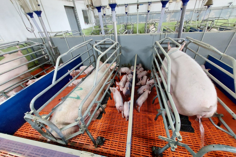 Czy ekoschemat dobrostan świń pomoże odbudować krajowe pogłowie? fot. I.Dyba