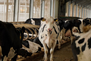 Dobrostan krów mlecznych w KPS – opcje, praktyki, punkty, wymagania