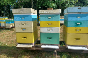 Pszczelarze będą mieli więcej czasu na złożenie wniosku o pomoc