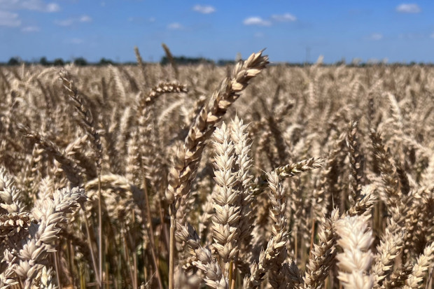 KE chce zwiększenia produkcji zbóż w Europie?