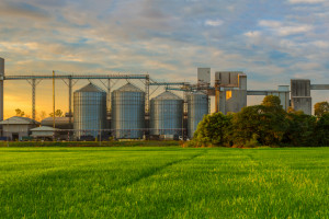 Rosną ceny zbóż na krajowych giełdach