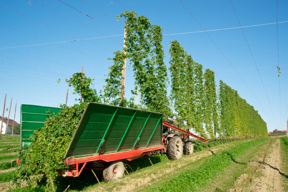 O pomoc mogą wnioskować producenci rolni, którzy uprawiali chmiel w 2020 lub 2021 roku, fot. Shutterstock