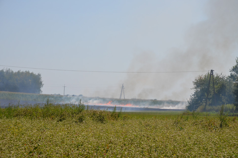 Ściernisko płonęło w wyniku zaprószenia ognia, w gminie Cieszanów. fot.KM