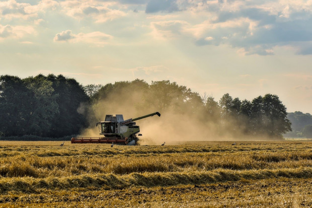 DRV: Prognoza zbiorów zbóż ozimych i rzepaku w 2022 r.