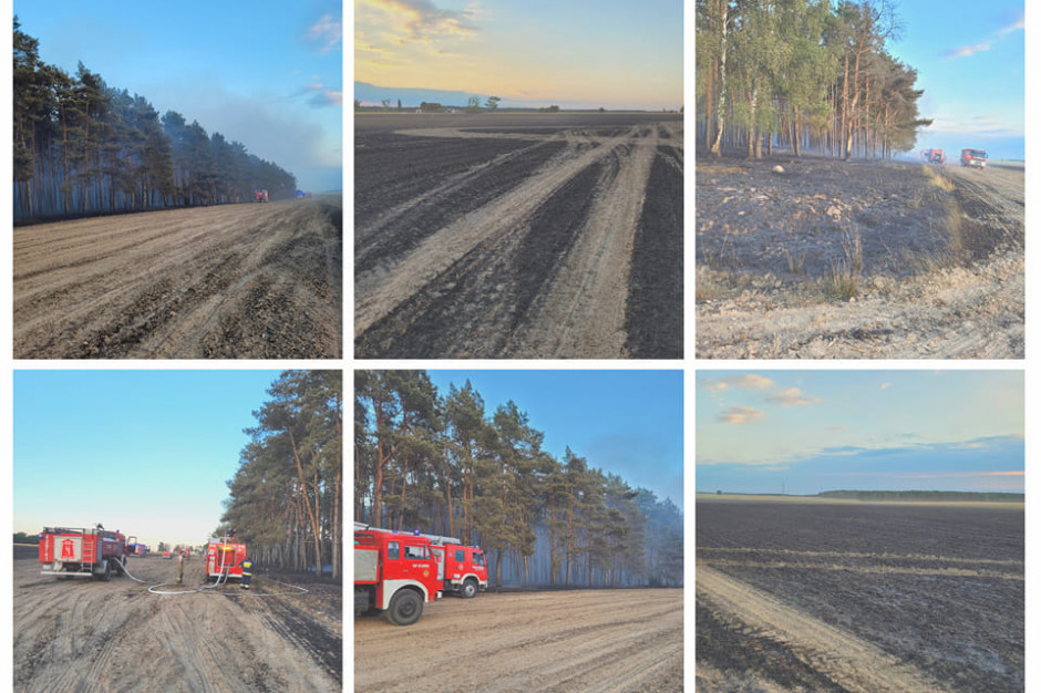 Ogień objął 60 hektarów zboża na pniu, żyta oraz 5 hektarów lasu, fot. OSP Szczaniec/Facebook