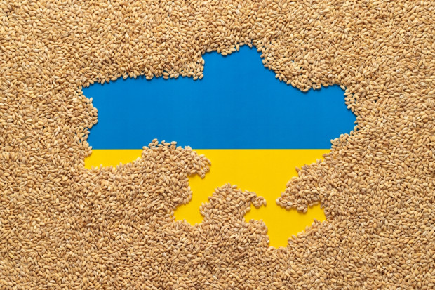 Jaki był wpływ ukraińskiego importu na spadek cen zbóż w Polsce? Ocenia dr Łopaciuk