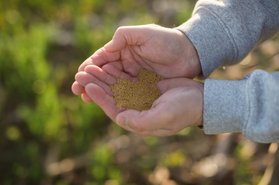 Nasiona z tej uprawy mogą być przeznaczone na paszę lub produkcję biopaliw Fot. Bayer