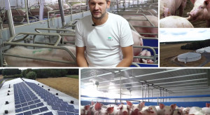 Innowacyjny Farmer 2022: Świnie bez antybiotyków i o najwyższym statusie zdrowotnym? To możliwe