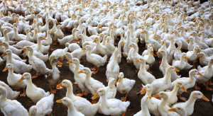 Grypa ptaków w Bawarii: 70 000 kaczek do uboju