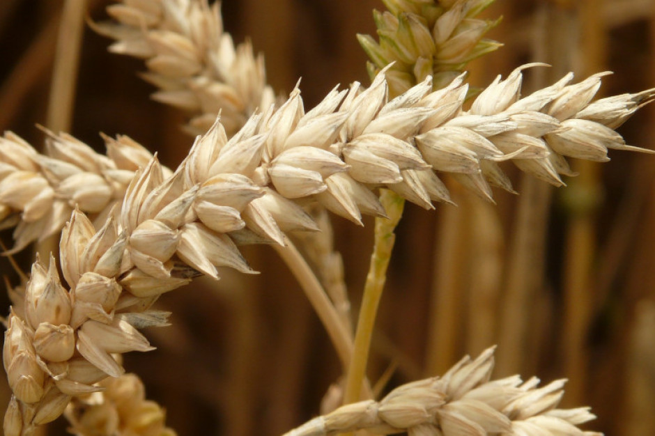 Cena pszenicy na Matif potaniała o 2,0 proc. Fot. Pixabay