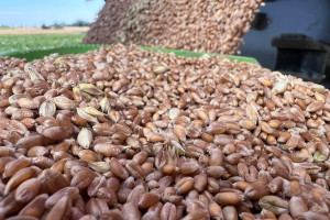 Jakie ceny zbóż? Rolnicy chcą wprowadzenia kaucji na zboża z Ukrainy