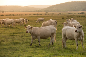 Producenci bydła opasowego mogą sięgnąć po szeroką wiedzę w ramach projektu BovINE