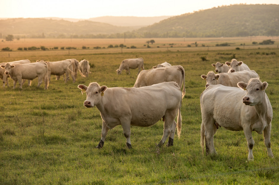 W szkoleniu hodowcy bydła mięsnego mogą wziąć udział w jednej z sześciu lokalizacji, fot. pixabay