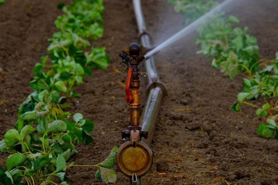 Aby system korzeniowy roślin rozwijał się prawidłowo, potrzebuje wystarczająco dużo tlenu, który powinien być dostarczany w wodzie do podlewania. Fot. pixabay