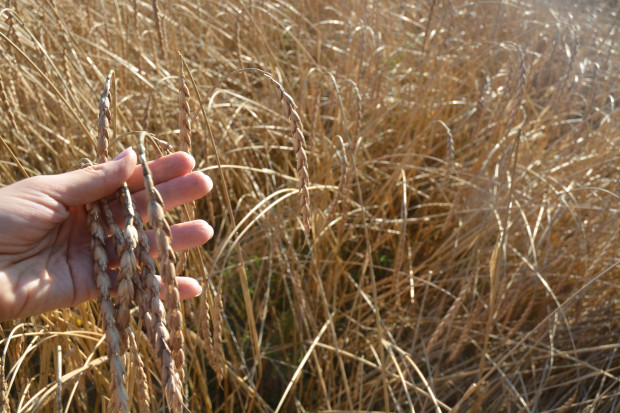Ekologiczna produkcja zbóż. Jakie plony uzyskują rolnicy?