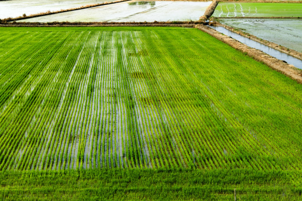 Włoskie uprawy ryżu do risotto są poważnie zagrożone