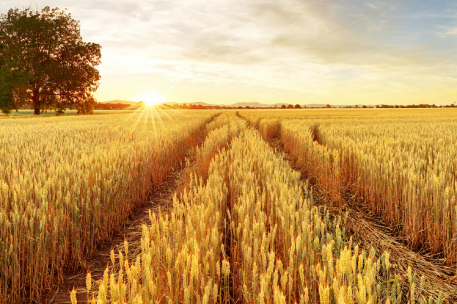 Cena pszenicy na Matif spadła o 2,0 proc. Fot. Shutterstock