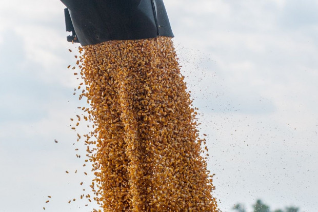 Hiszpania chce sprowadzac kukurydze z Ukrainy przez Polskę, Foto: Pixabay Hiszpania: Rząd: będziemy sprowadzać ukraińską kukurydzę koleją z Polski