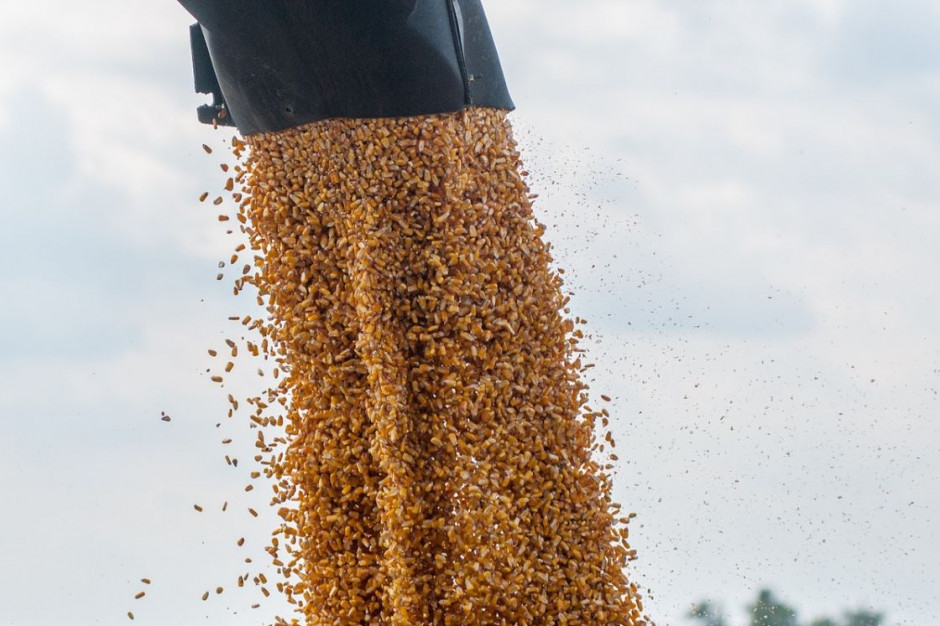 Hiszpania chce sprowadzac kukurydze z Ukrainy przez Polskę, Foto: Pixabay