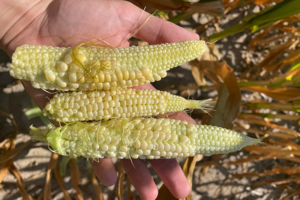 Są regiony, gdzie kukurydza usycha na pniu, a kolby są słabo zaziarnione