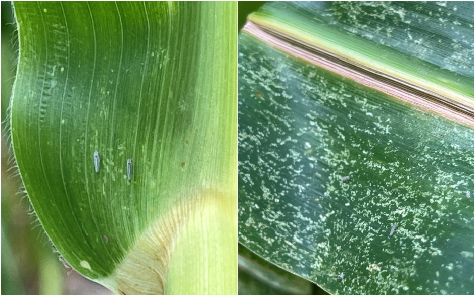 Skoczki w kukurydzy powodują charakterystyczne uszkodzenia liści, mają także potencjał do roznoszenia chorób wirusowych Fot. AK