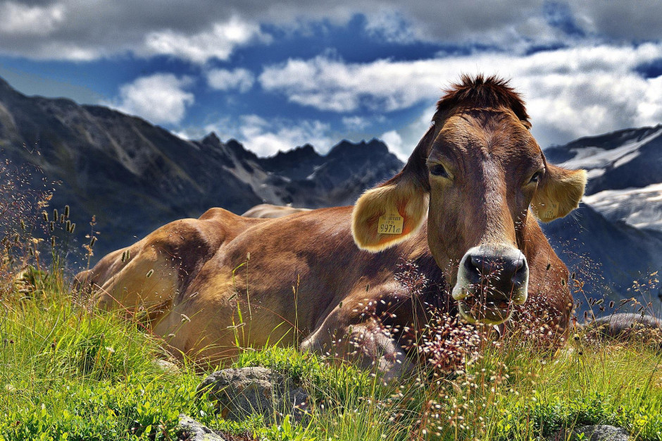 Obecnie trwa operacja uzupełnienia przez helikoptery zbiorników wodnych, wykorzystywanych przez rolników m.in. do pojenia krów, z których mleka robi się słynny szwajcarski ser Gruyere. fot. Pixabay