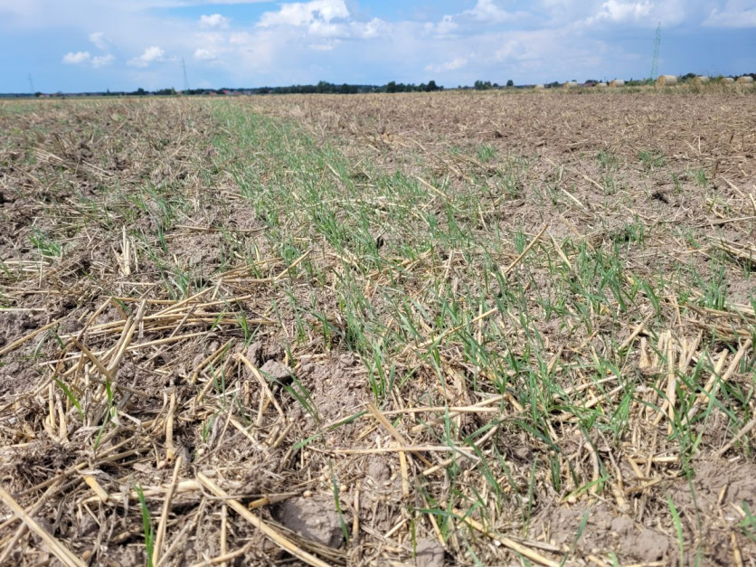 Tuż po zbiorze pszenicy wykonano płytką uprawę, która pobudziła osypane nasiona do wschodów. Kolejny przejazd przy wysiewie i mieszaniu poplonów z glebą pozwoli na zniszczenie samosiewów zbóż fot. Tomasz Kuchta