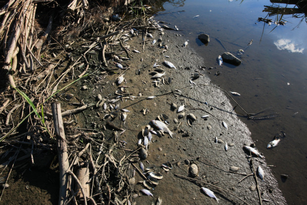 RCB alarmuje o zanieczyszczonej wodzie w Odrze