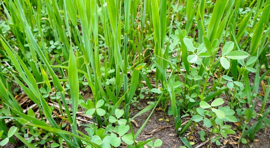 Zakładanie lucernika w mieszance ze zbożem jako rośliną ochronną jest dopuszczalne wyłącznie przy kwietniowo-majowym terminie siewu, fot. AK