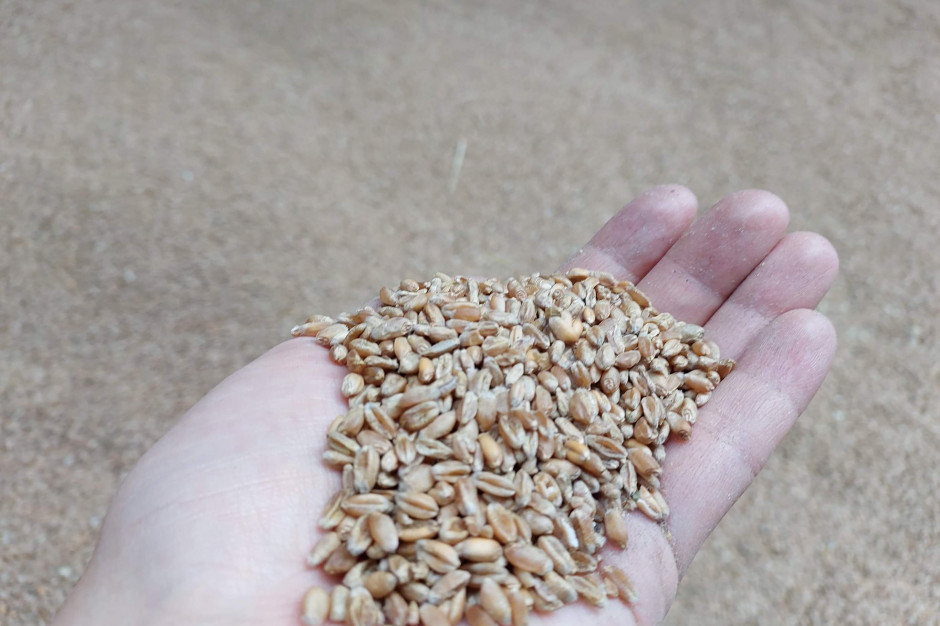 Cena pszenicy na MATIF wzrosła w piątek o 0,2 proc., fot. AK