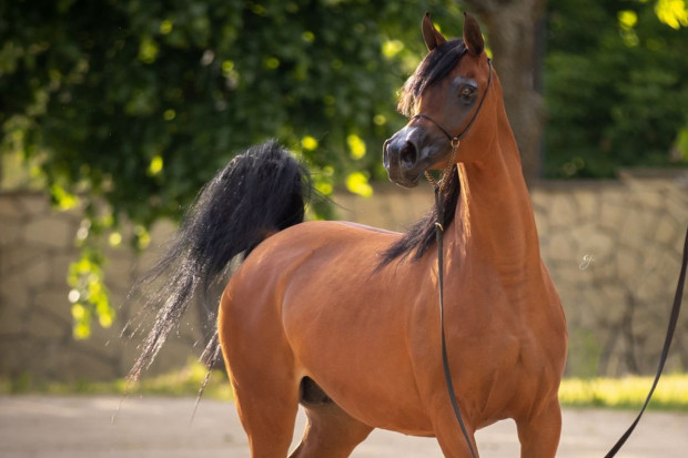 Prawie 1,6 mln euro za konie na aukcji Pride of Poland
