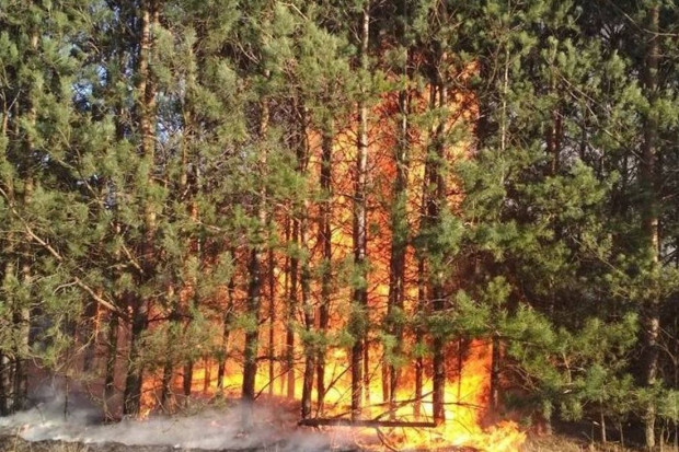 Pożary w krajach unijnych objęły w tym roku ponad 660 tys. hektarów