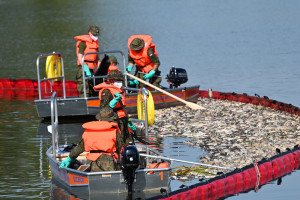 Sytuacja na Odrze: 80 ton śniętych ryb odłowili strażacy