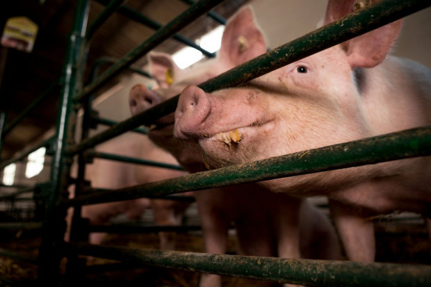 Na fermie przemysłowej w Niemczech padło 2 tysiące świń