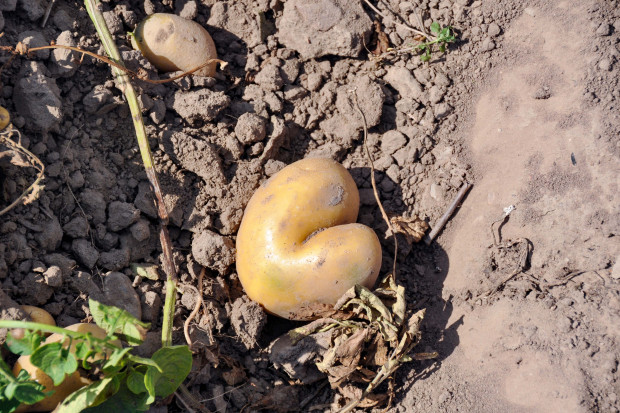 Co jest przyczyną deformacji bulw ziemniaka?