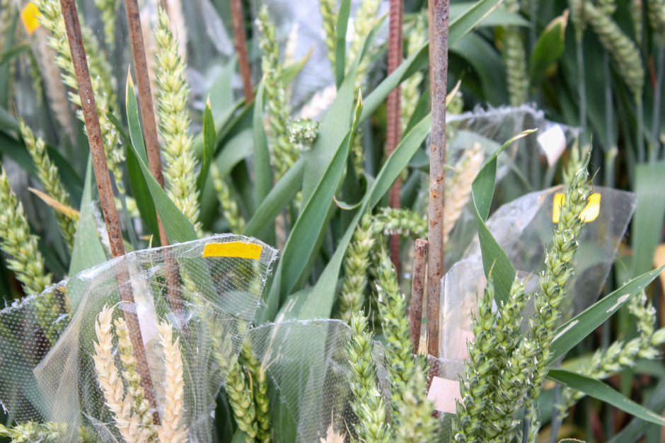 Osiągnięcia i perspektywy  hodowli odpornościowej zbóż