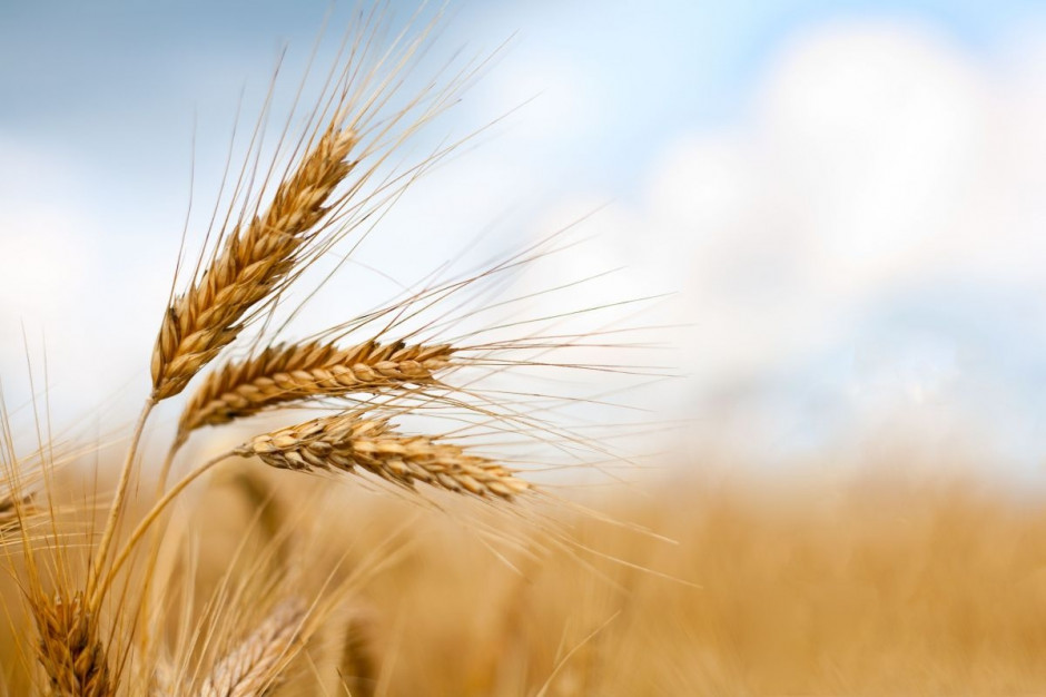 Cena pszenicy na Matif spdła o 0,3 proc. Fot. Shutterstock