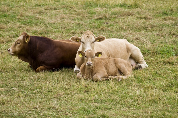 KPS a nietypowe systemy utrzymania bydła. Czym jest pastwiskowanie całoroczne?