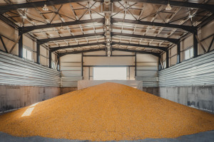 Spadki cen zbóż na światowych rynkach w ostatnim tygodniu