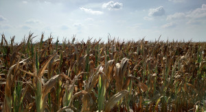 Kukurydza usycha. Objawy suszy zwłaszcza na lekkich glebach