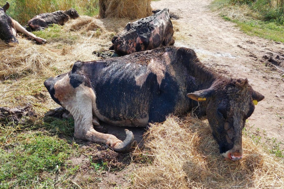 Skrajnie zaniedbane krowy pod opieke weterynarzy i rolników, Foto: OTOZ Animals