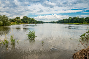 Zakaz pojenia zwierząt wodą z Odry w kilku województwach
