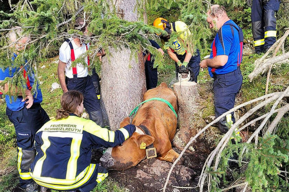Trzeba było ściąć drzewo, by uwolnić krowę, Foto: BRK Kreisverband Berchtesgadener Land