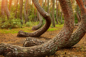 Polski las w zestawieniu najbardziej magicznych lasów na świecie! Posiada pewną fascynującą tajemnicę...