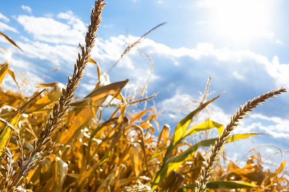 Na całym obszarze kraju wystepuje susza rolnicza, Foto: Pixabay